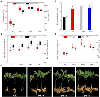 Dazomet fumigation modification of the soil microorganism community and promotion of Panax notoginseng growth